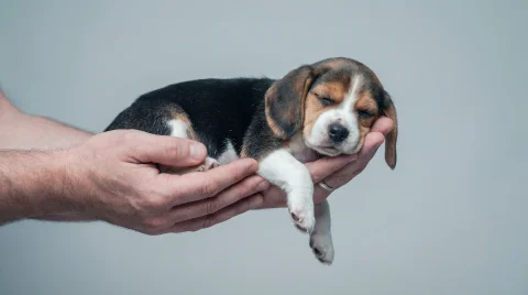 Sleeping beagle