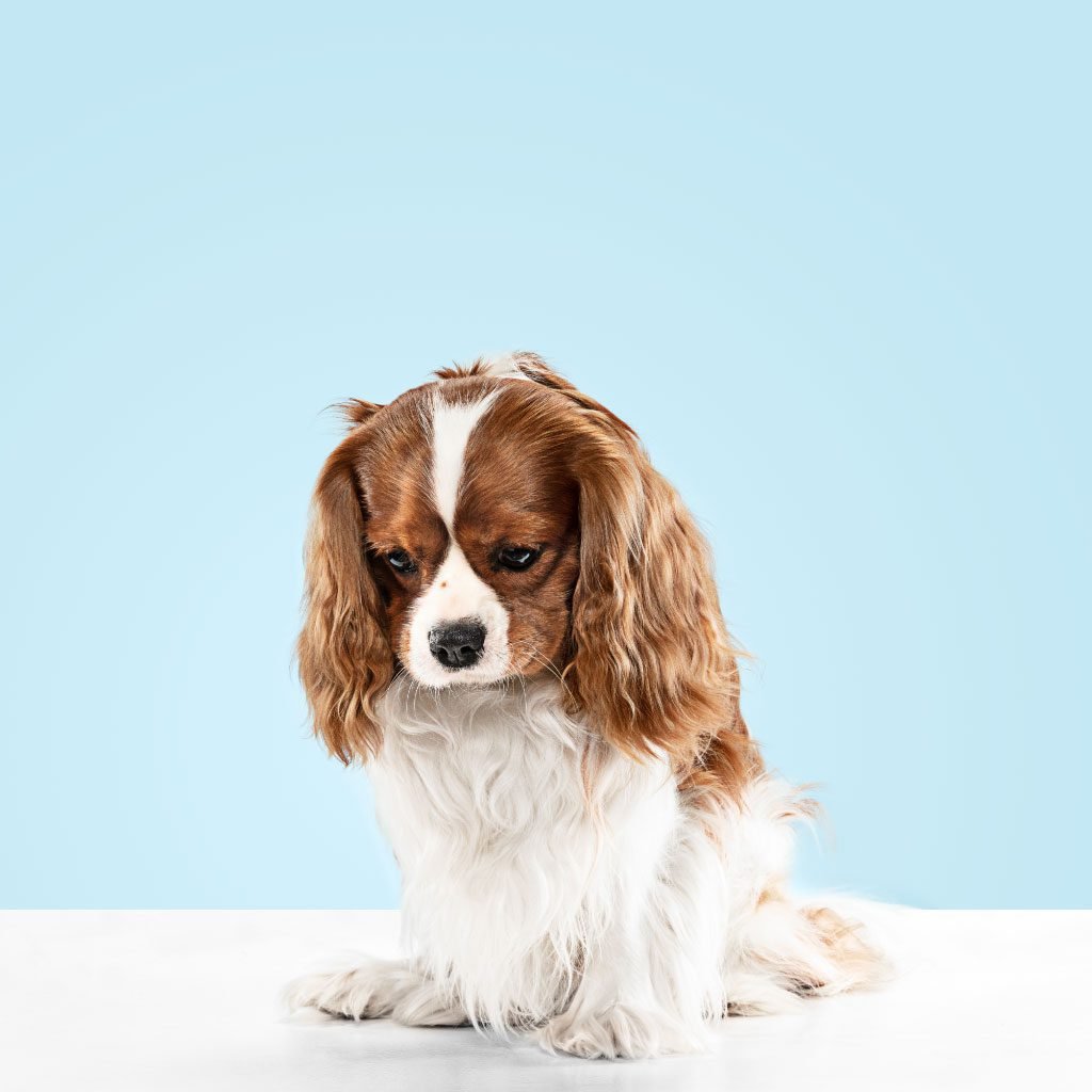 Understanding Canine Parvovirus: Symptoms, Prevention, and Treatment