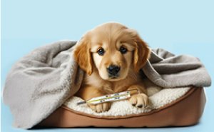 Recognizing the Symptoms of Canine Distemper and How to Protect Your Dog