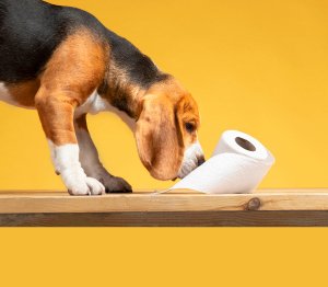 Unlocking the Secrets of Potty Training Methods: A Friendly Guide for Pet Parents